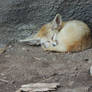 Sleeping Fox