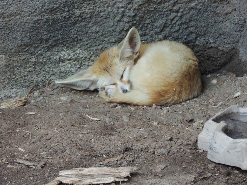 Sleeping Fox