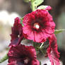 Flower on the Mount of Olives 2