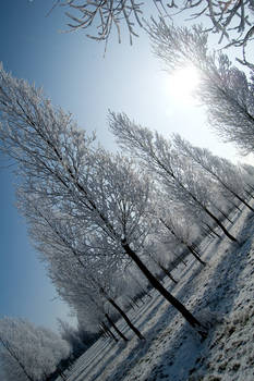 Snow Trees