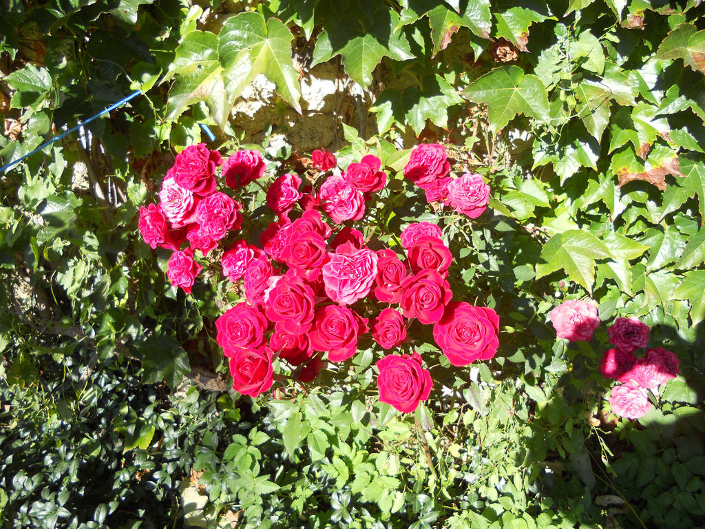 Red roses