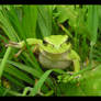 Little green frog