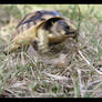 Tortoise baby