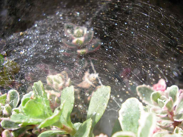 The net