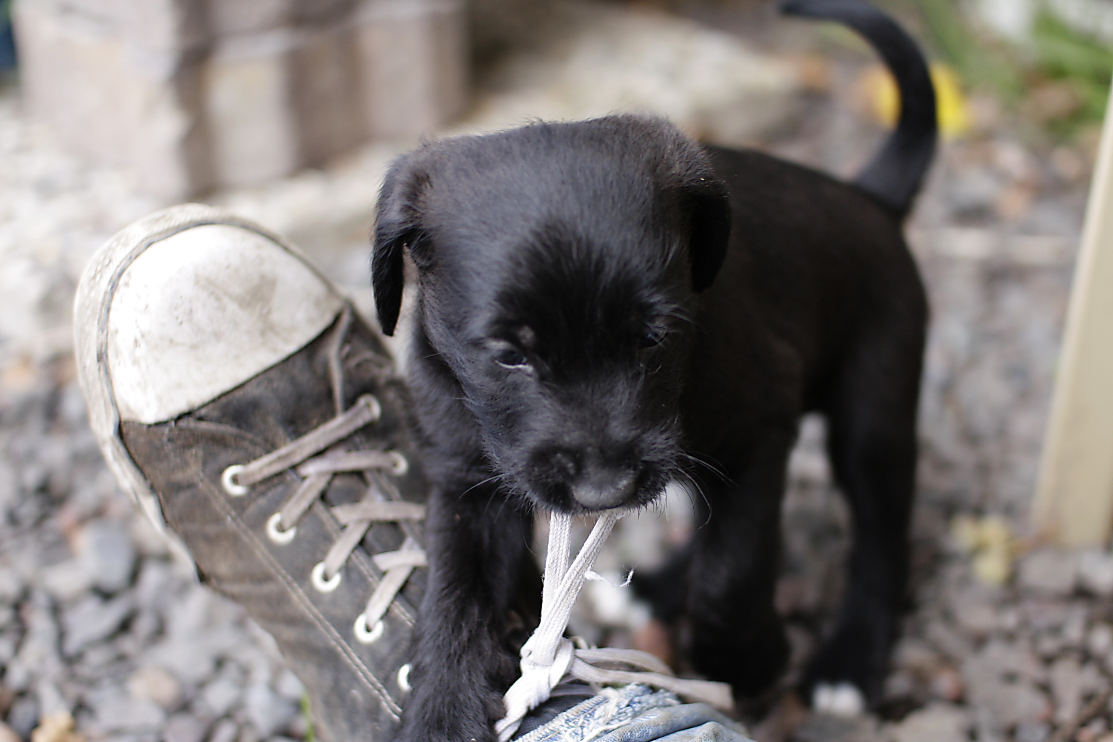 Puppy playing with shoelace