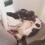 Kitten Pile 2