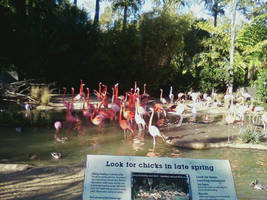 Flamingos 4