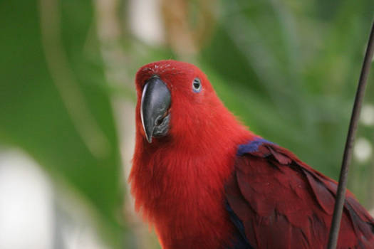 Red Parrot