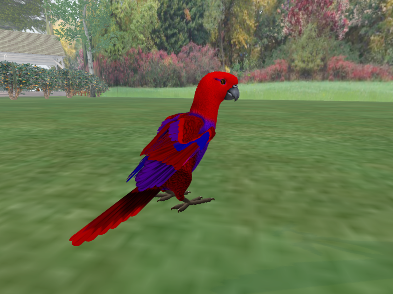 Female Eclectus Parrot for Tabby Parrot