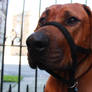 Dog at Holyrood Palace