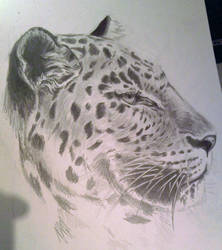 Leopard sketch