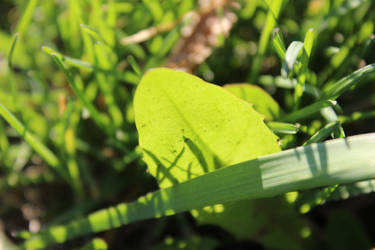 Lit Up Grass