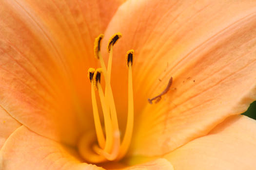 Mantis on an Orange Flower