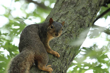 Alerted Squirrel