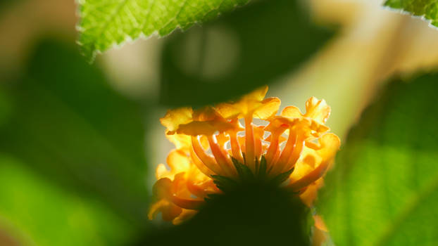 Lantana Sunrise