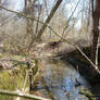 Tweed Mill ruins 8