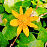 Celandine 7.1