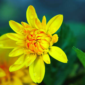 .:Yellow flower:.