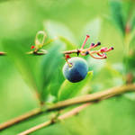 Blueberry by BlueColoursOfNature