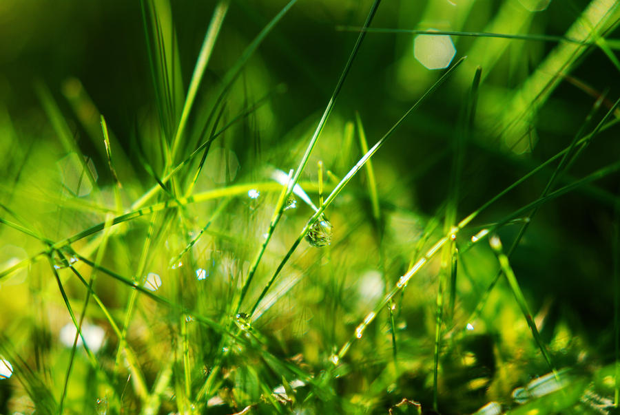 Grass Drops