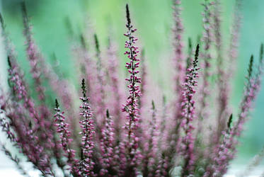 Heather bokeh