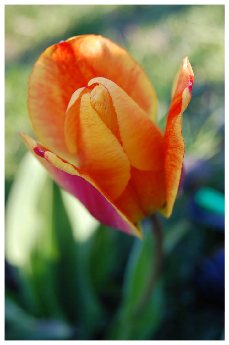 Tulip