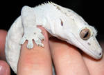 Crested Gecko II