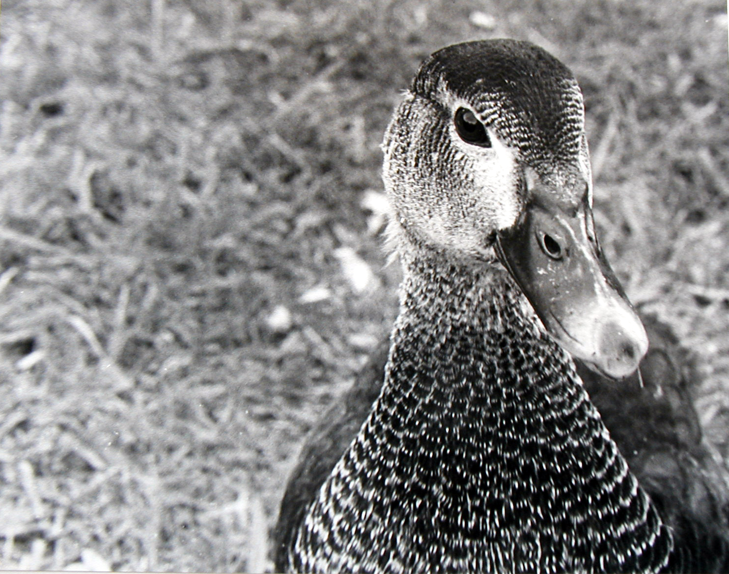 Duck Portrait