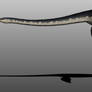 Elasmosaurus