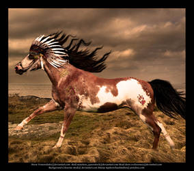 Indian-war-horse-2