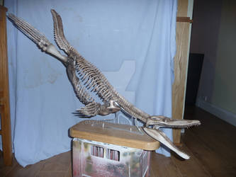 1/8 scale pliosaur skeleton