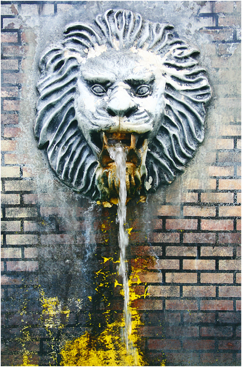 lion