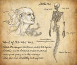 Head and skeleton of a merman by HarrietKaarre