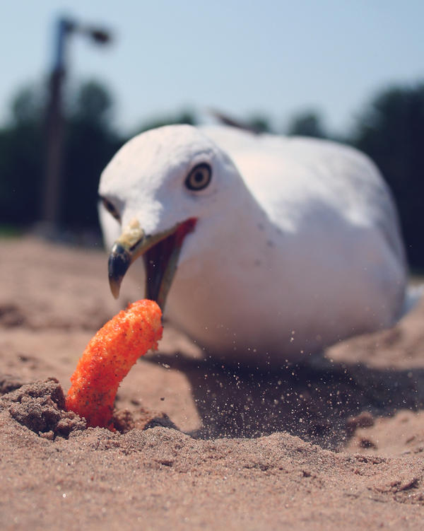 Seagull stealing my snack by Ph0Xy
