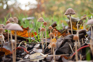 Mushroom family by thor808080