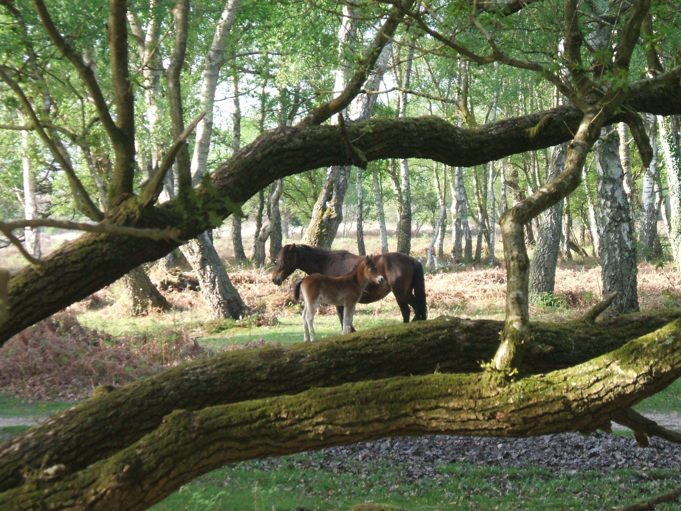 New Forest 2