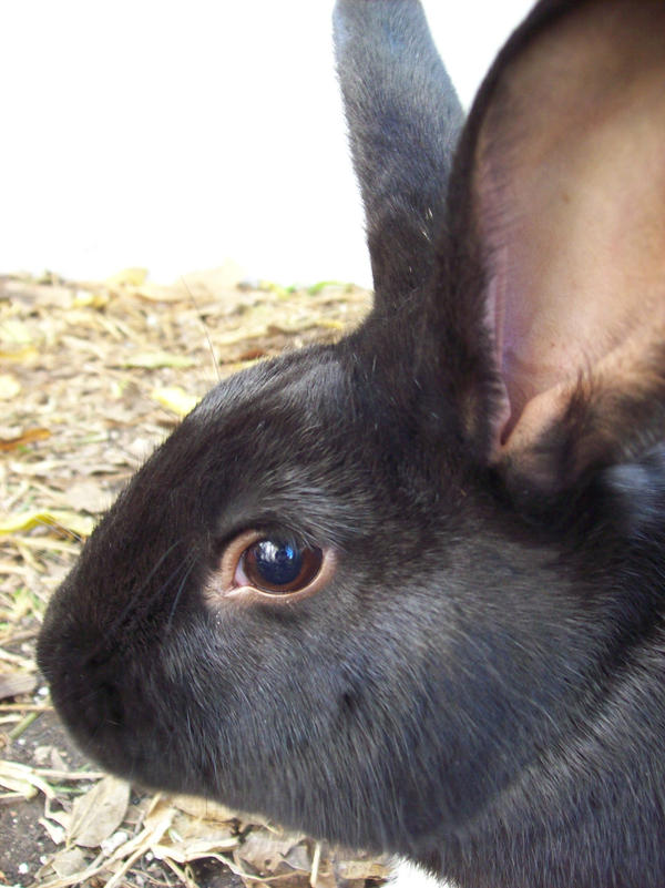 Oxima Rabbit Max the Rabbit. by RoxyXRobot on DeviantArt