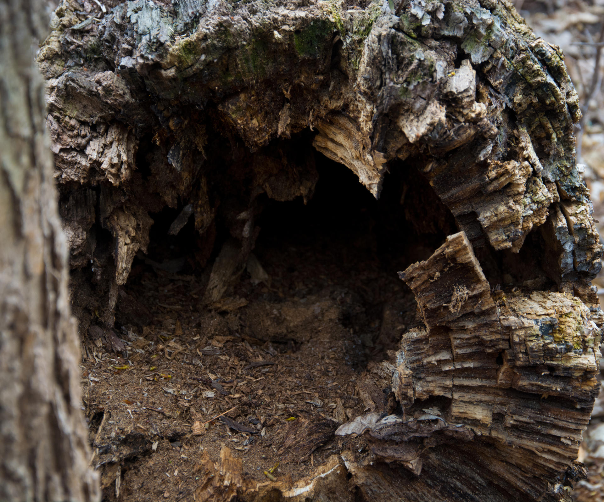 A Tree Rot by alextheartist01 on DeviantArt
