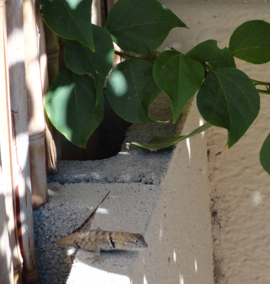 Lizard Friend by alextheartist01 on DeviantArt
