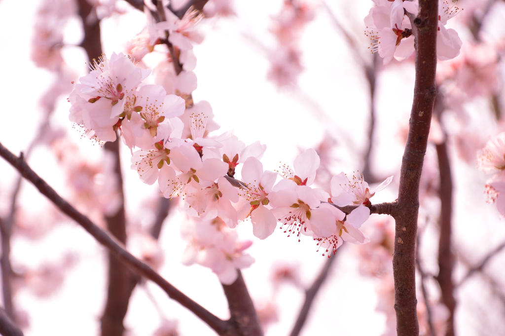 Spring Sakura