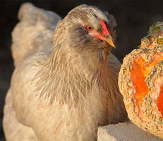 Pumpkin Treat