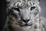 Snow Leopard by Innocentium