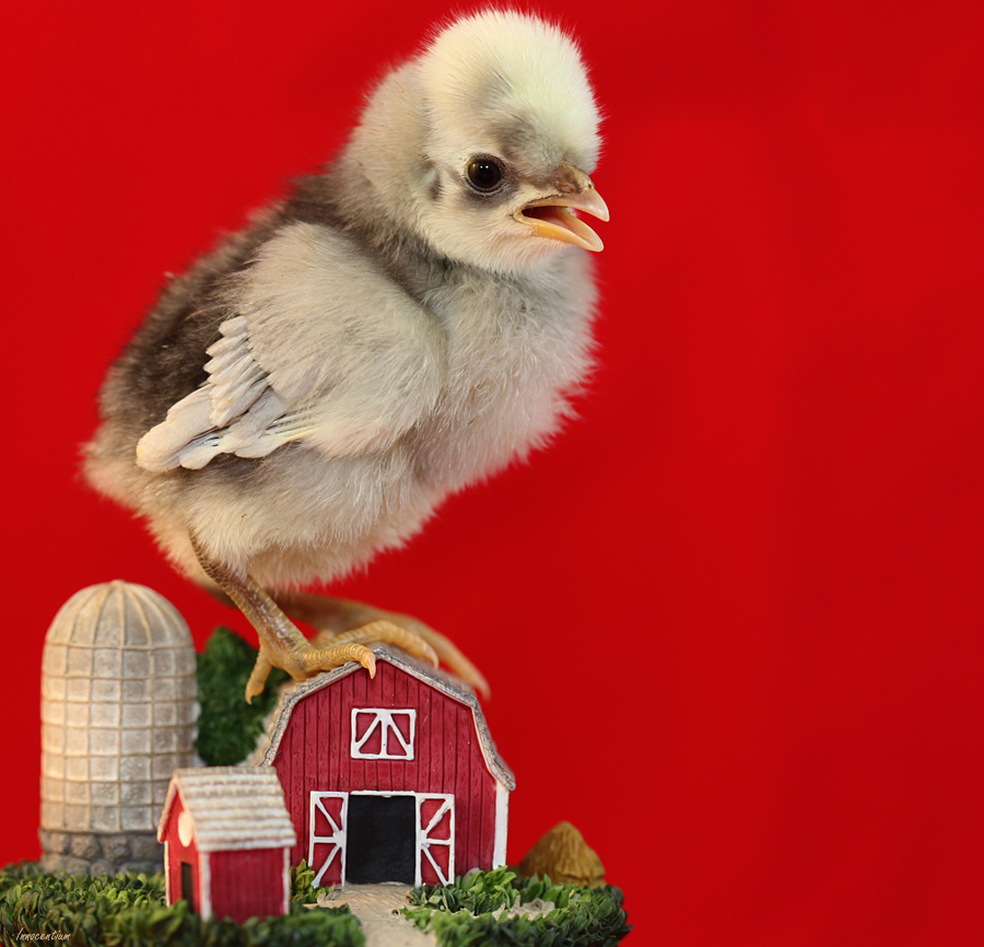 Atop the Barn