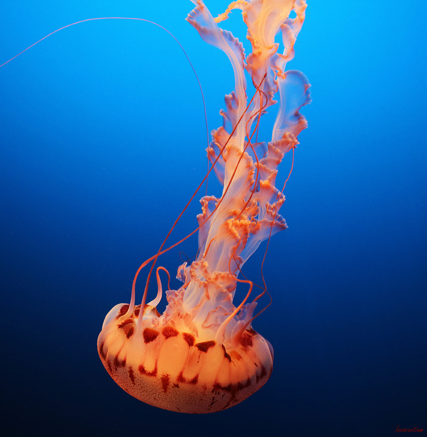 Descending Jellyfish