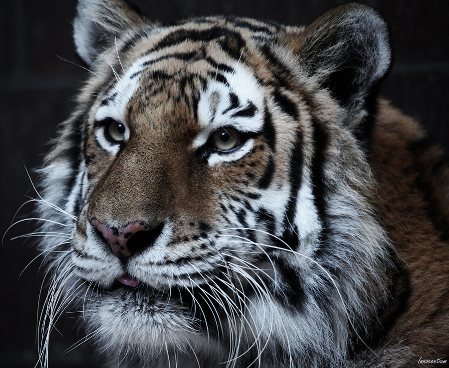 Portrait of a Tiger