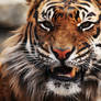 Disgruntled Tiger