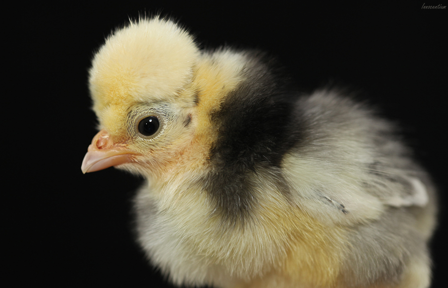 White Crested Black Polish