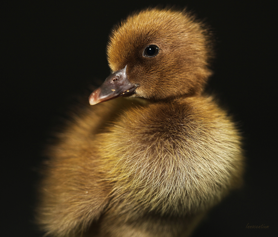 Khaki Duckling