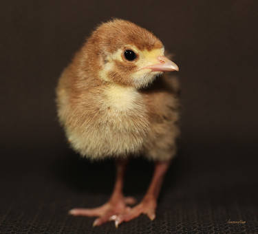 Explore the Best Poult Art | DeviantArt