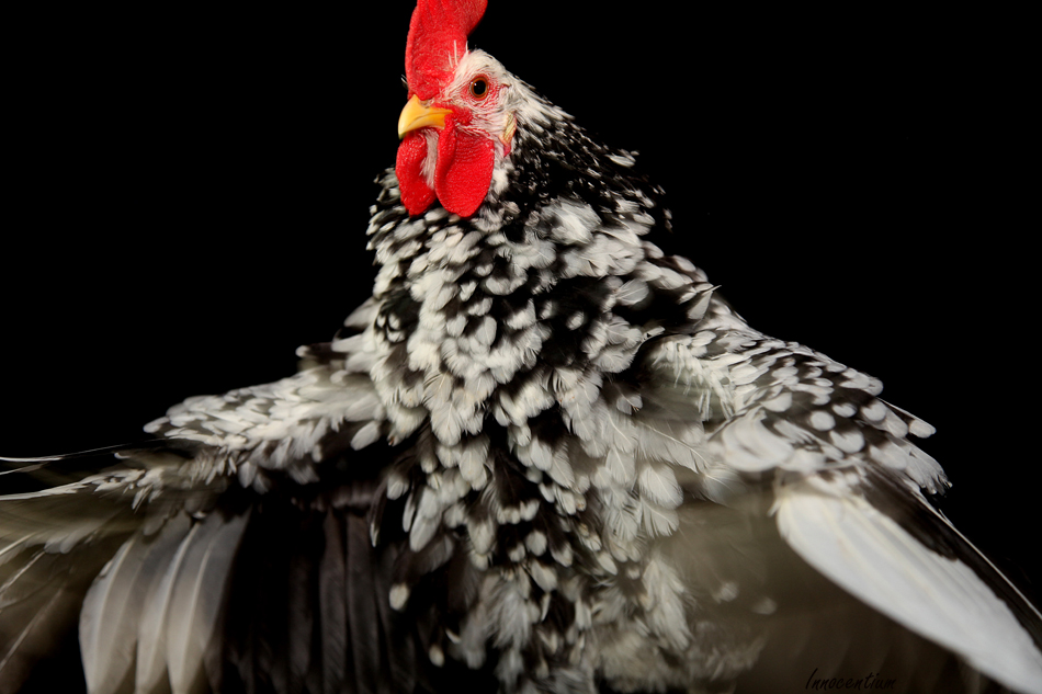 Leonard the Exchequer Leghorn